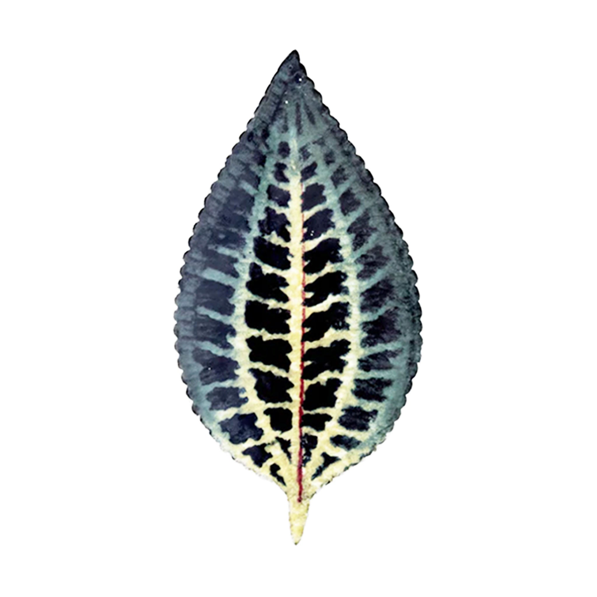 John Derian Leaf 809 プラッター 19.5cm