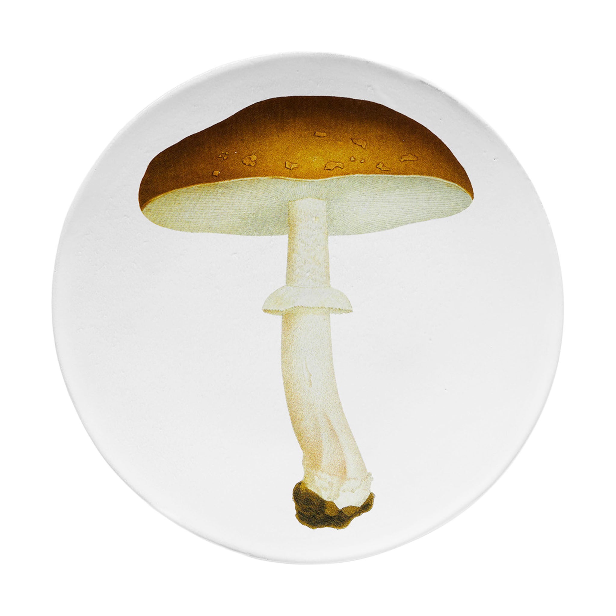 John Derian Agaric Blanc Fauve ディナープレート 26.5cm