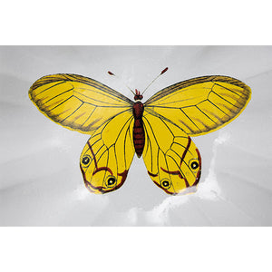 John Derian Yellow Butterfly プレート 24.6cm